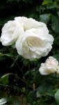10463914_10154402190500045_5406777117437641477_n.jpg