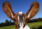 Basset-Hound-with-ears-flying-up.jpg