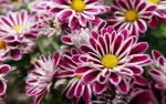 outdoor-flowers-821-2.jpg