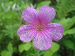pink geranium.jpg