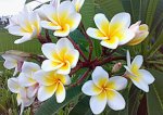 Plumeria Flowers.jpg