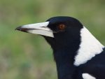 Australian magpie.jpg