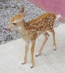 baby fawn.jpg