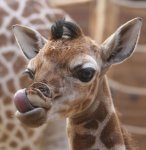 baby giraffe (2).jpg