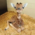 baby giraffe.jpg