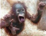 baby orangutan.jpg