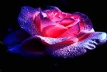 purple rose.jpg