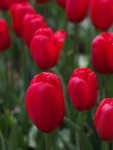 red tulips.jpg