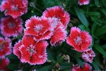 Sweet William Flowers.jpg