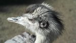 an emu (2).jpg