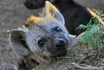 baby hyena.jpg