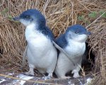 baby penguins.jpg