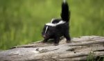 baby skunk.jpg