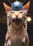 angry-viking20kittie20braids.jpg angry-viking20kittie20braids.jpg
