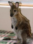 Baby Wallaby.jpg