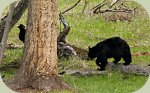 black bear and cub.jpg