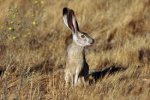 black-tailed jackrabbit.jpg