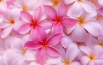 tropical pink flowers.jpg