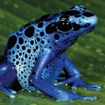 blue poison frog.jpg