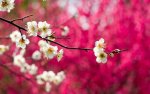 white cherry blossoms.jpg