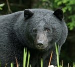 Black Bear.jpg