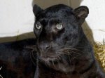 black leopard.jpg