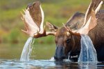 bull moose in water.jpg