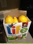 lemons life.jpg