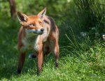 2-a-british-red-fox-dawn-oconnor.jpg