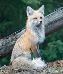 950_1_e0a0020_red_fox_vixen_yellowstone_national_park.jpg