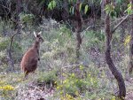 a wallaby in the forest.jpg