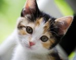 calico kitten.jpg