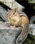 chipmunk posing.jpg