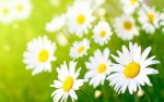 white daisies.jpg
