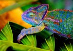 Colorful Chameleon.jpg