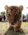 cute tiger cub.jpg