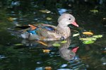 female mandarin duck.jpg