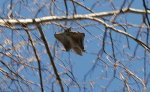 Flying_squirrel_in_a_tree.jpg