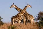 giraffes.jpg