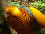 Golden Pheasant.jpg