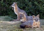 gray foxes.jpg