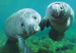 manatees.jpg