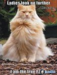 ladies' cat.jpg
