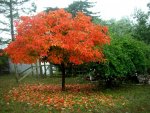 persimmon tree foliage.jpg