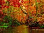 river with foliage.jpg