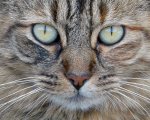 gray tabby cat.jpg