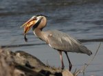 great blue heron.jpg