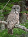 great gray owl.jpg