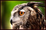 great horned owl.jpg