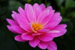 Beautiful-pink-flower_-_West_Virginia_-_ForestWander.jpg